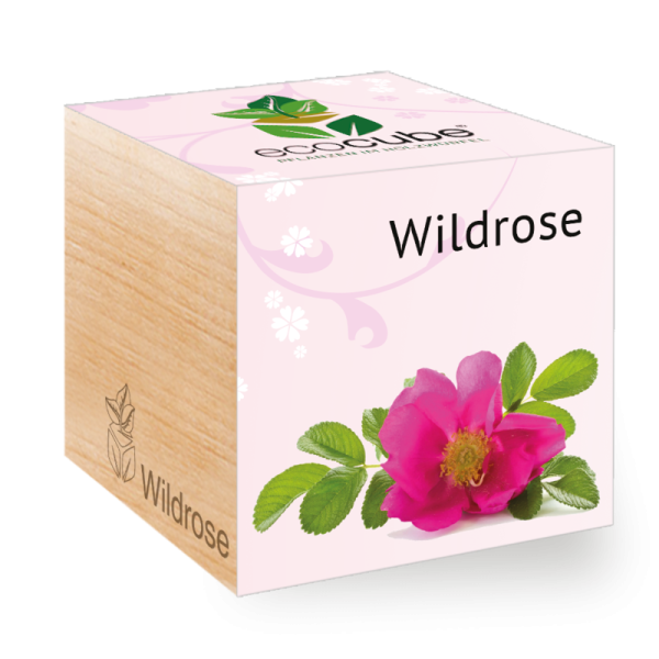 feel green Ecocube - Pflanzen im Holzwürfel, Wildrose Rosa canina