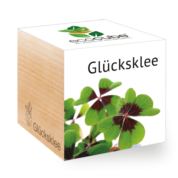 feel green Ecocube - Pflanzen im Holzwürfel, Glücksklee Oxalis deppei